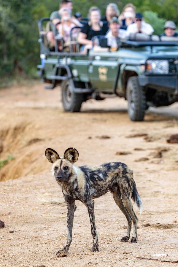 Shindzela Tented Camp Timbavati Game Reserve Ngoại thất bức ảnh